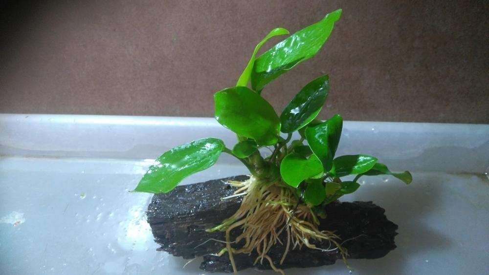 Anubias Gold na korzonku