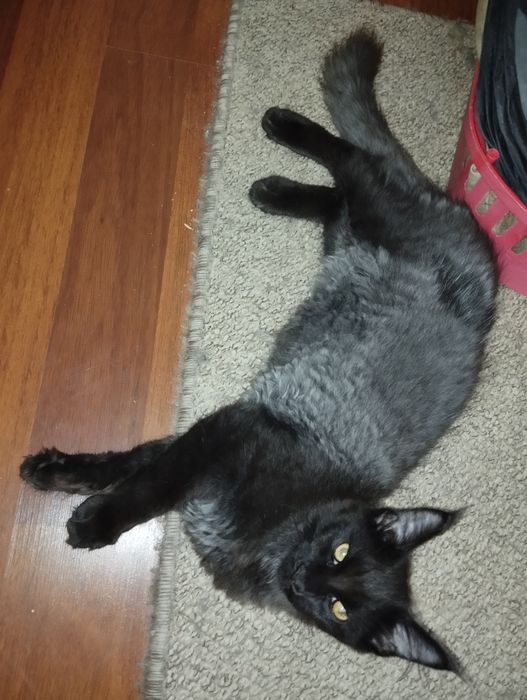 Kocurek Maine Coon