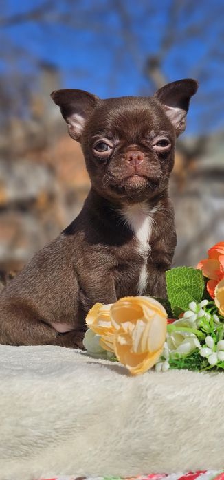 Мальчик чихуахуа КСУ