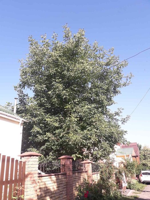 Видалення дерев Корчування пнів Благоустрій.Є послуги ЩЕПОРІЗА