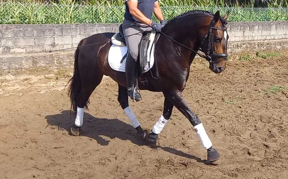 lusitano muito Tipico