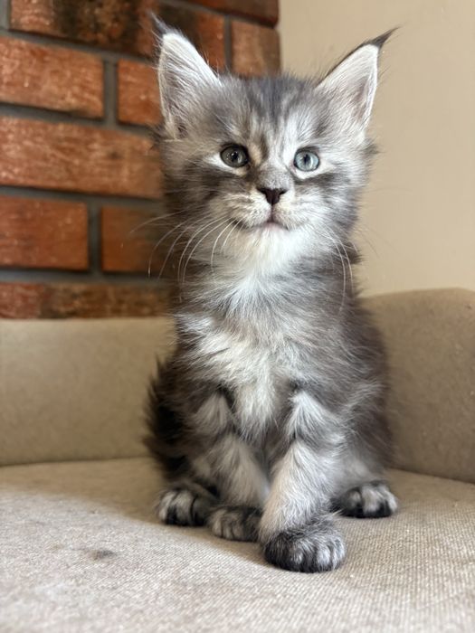 Kotka Maine coon