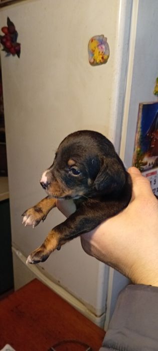 Три богатыря: щенки таксы от спортивной мамы!