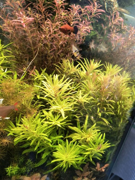 Limnophila aromatica mini