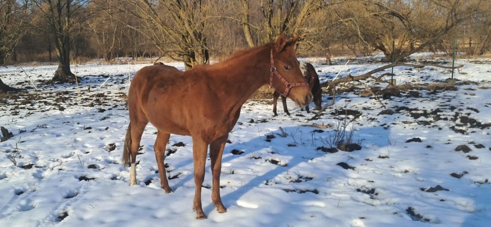 Klaczka AQH półtoraroczna kasztan