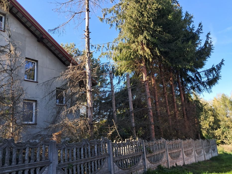 Oddam za darmo drzewa na pniu - świerki 15 szt.
