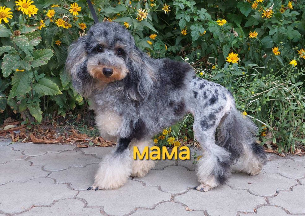 мраморная (Мерле) Девочка пудель