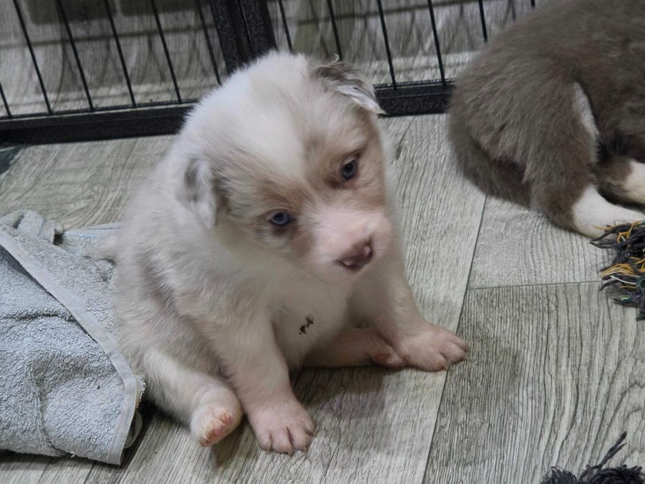 Sunia Border Collie Lilac Merle