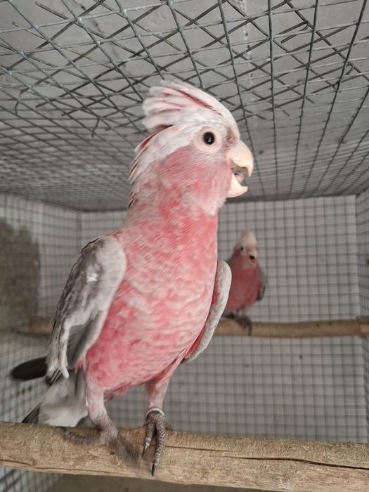 Casal catatuas galah