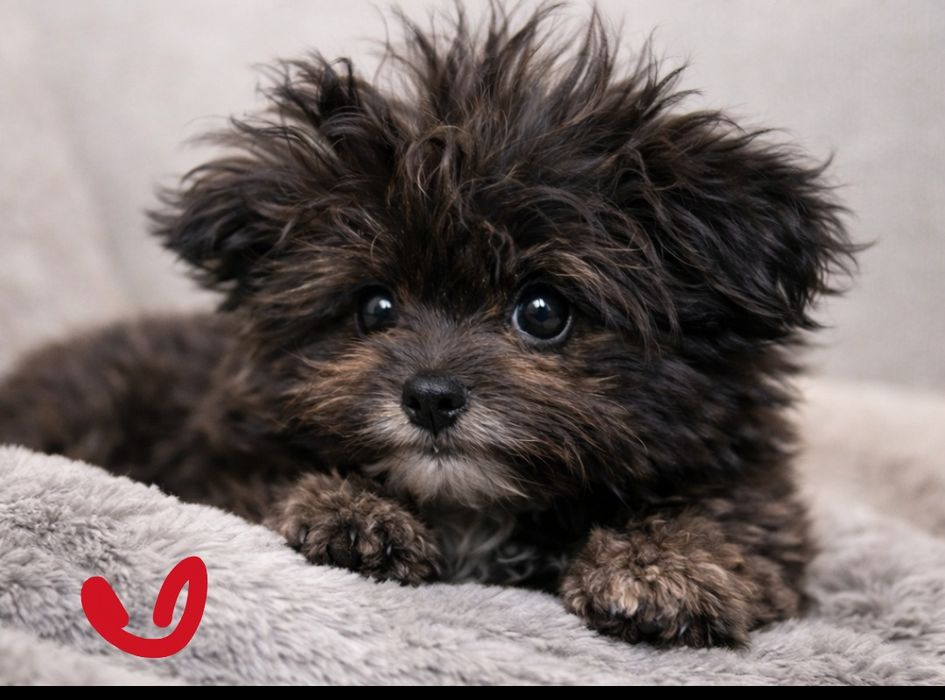 Диво в кучерях. маЛьТіПу