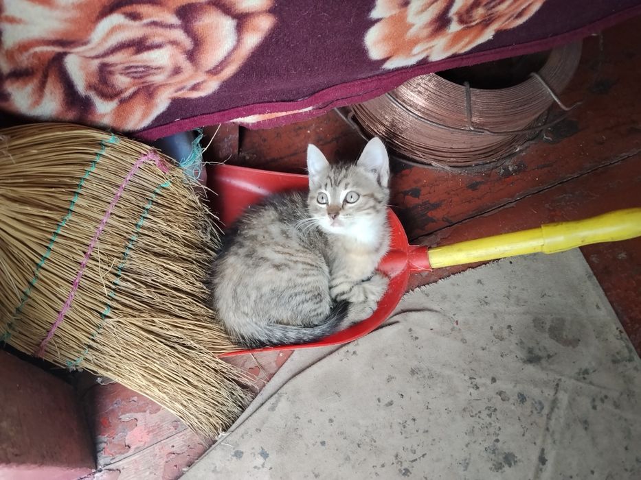 Віддам безкоштовно