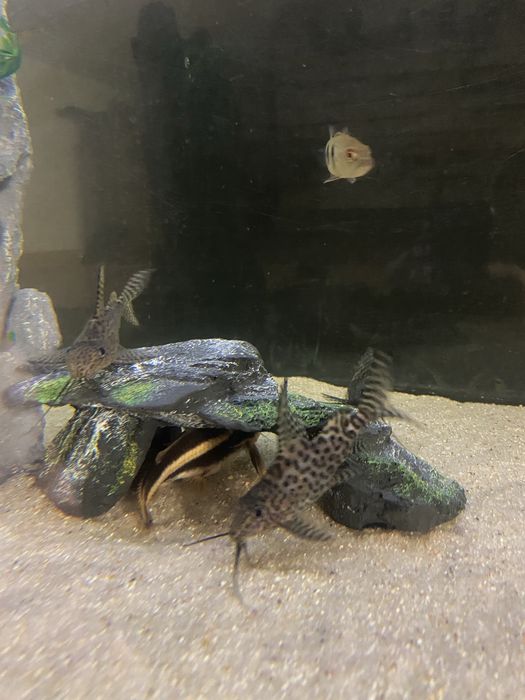 Synodontis eupterus