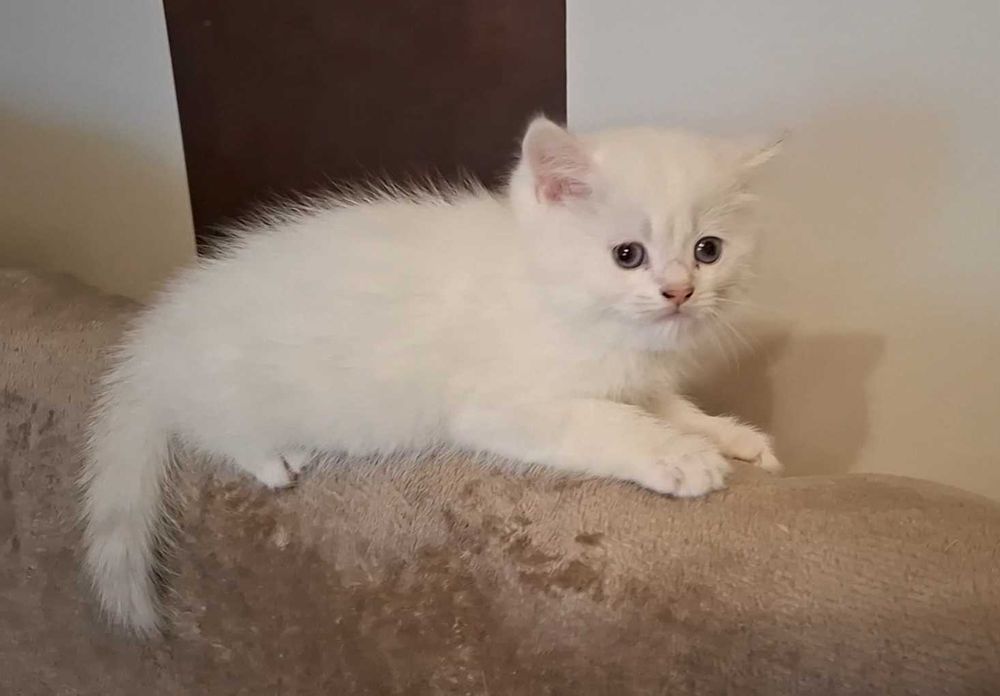 Kot brytyjski krótkowłosy point wiarygodny rodowód WCF-PZF