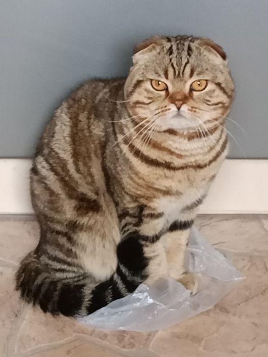 Вязка Scottish fold