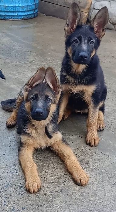 Щенки немецкой овчарки мальчики!