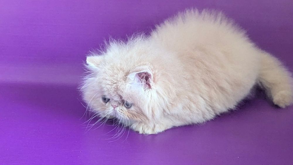 Персидський хлопчик кремовий Клайд  бронь