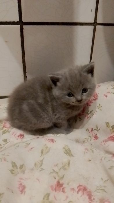 Шотландські прямовухі кошенятка