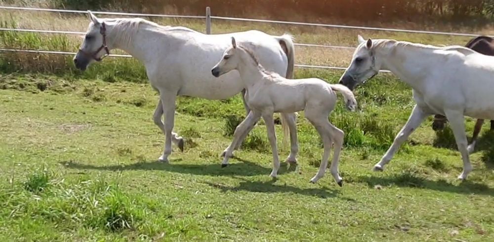 Aqh bułany ogierek Quarab arab izabelowaty
