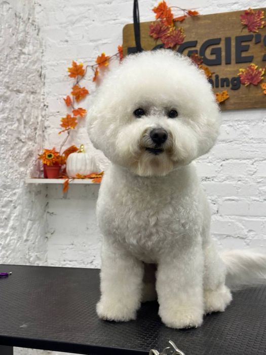 Вязка Бишон-Фризе мальчик