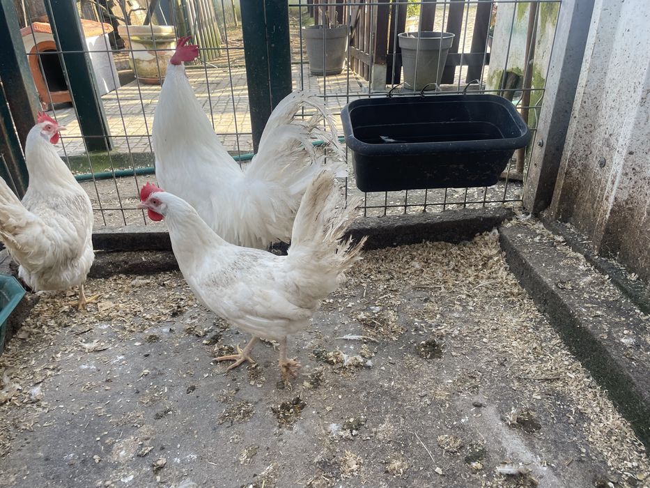leghorn branca 6