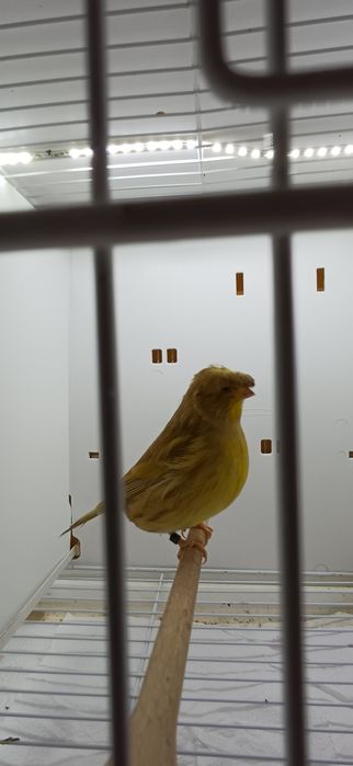 Kanarki Gloster samica nr 13, 17