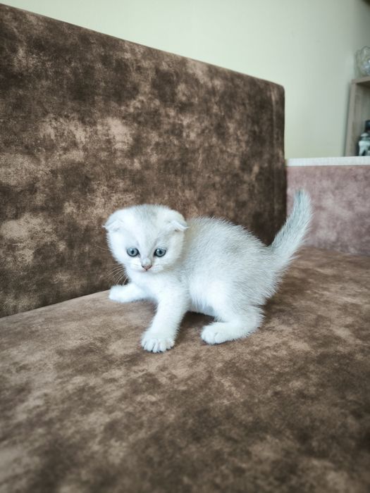 Шотландські висловухі  кошенята