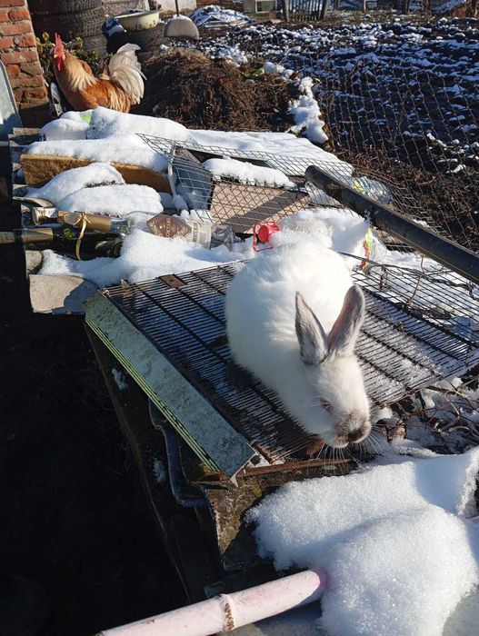 Продаються кролики каліфорнійці
