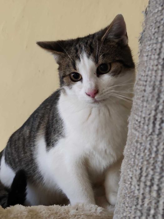 Kocurek Mickey potrzebuje domu