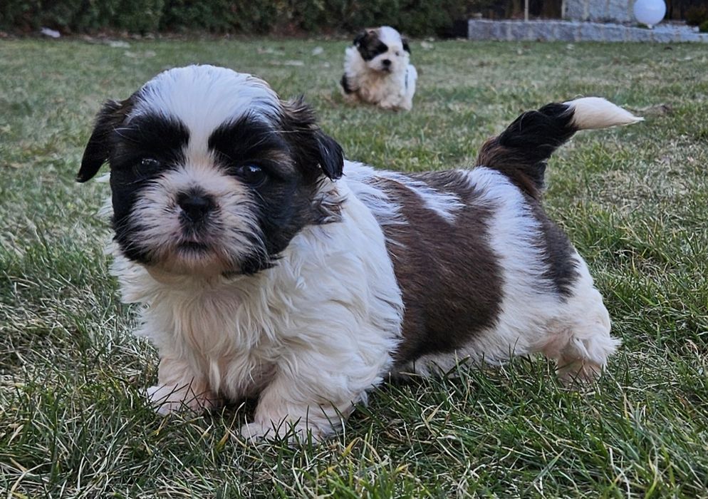 Shih tzu Tri Color