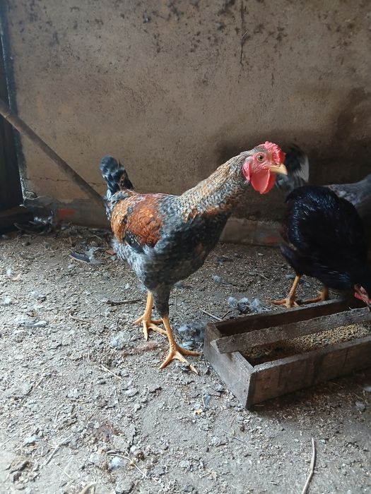 Galos de ovos azuis, verdes e andaluza suranha