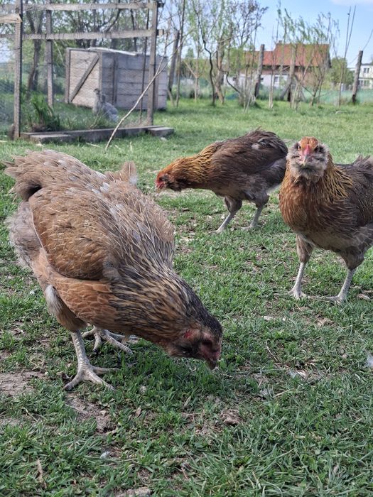 Araukana bezogonasta jaja lęgowe