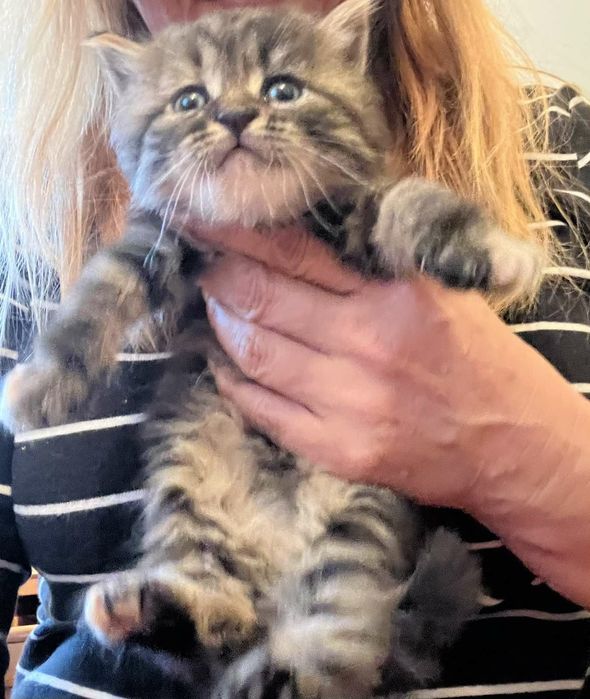 ККошенята помісь сибіряків із бенгалами