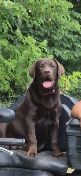 Labrador Retriver