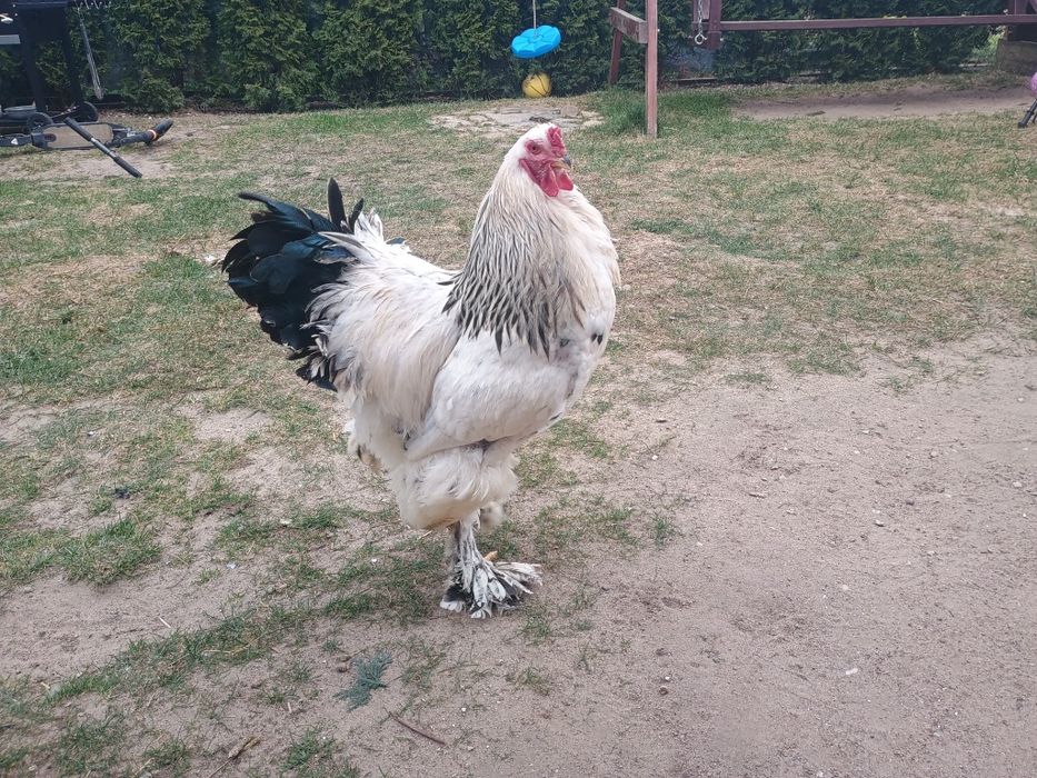 Brahma olbrzymia