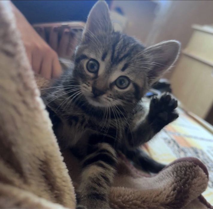 Красиві кошенята!
