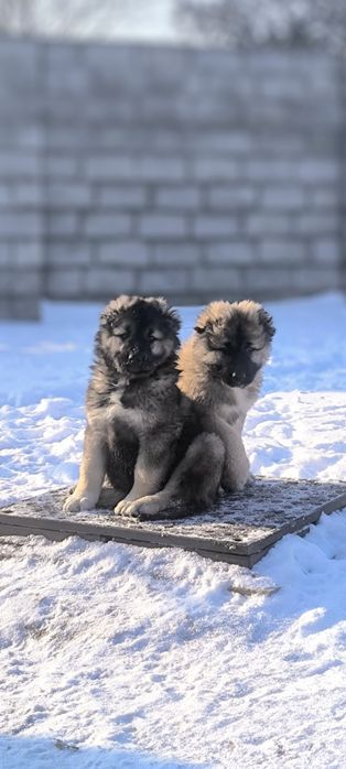 Кавказская овчарка