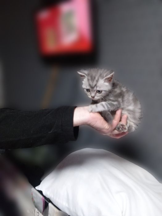 Котик Скоттіш страйд