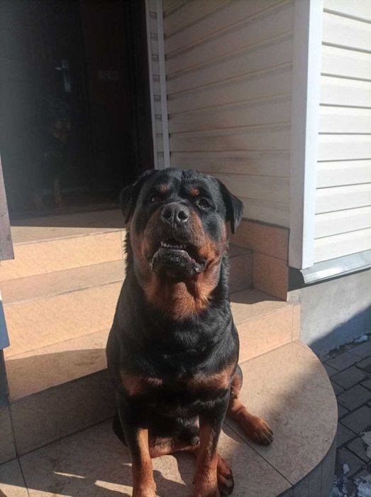 Вязка ротвейлера