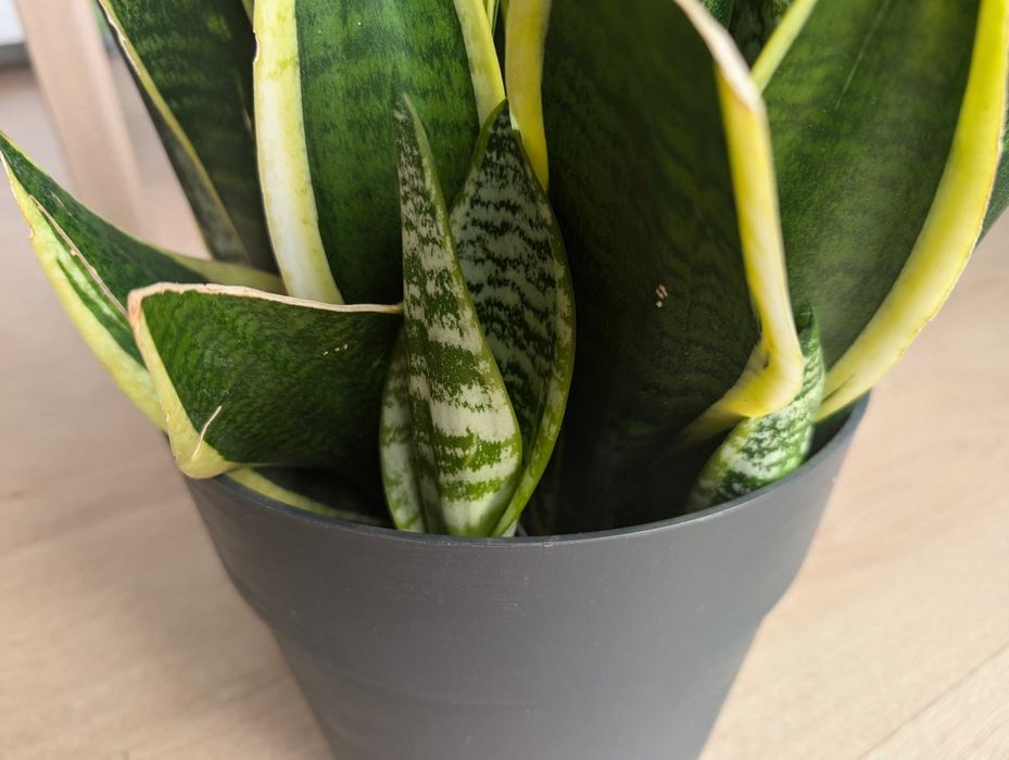 Sansevieria duza