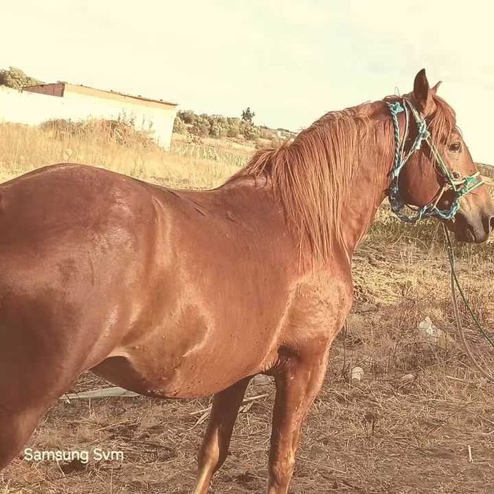 Vendo ou troco  cavalo