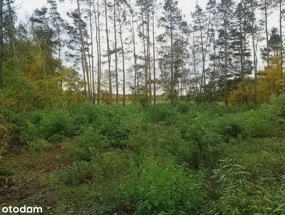 Działka w Ostrowi Mazowieckiej 1119m² MPZP (pozwolenie na budowę) - Więcej
