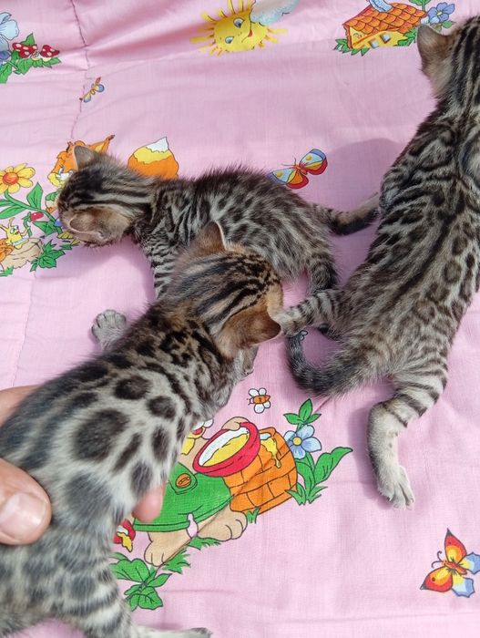 Бенгальские котята шоу класса
