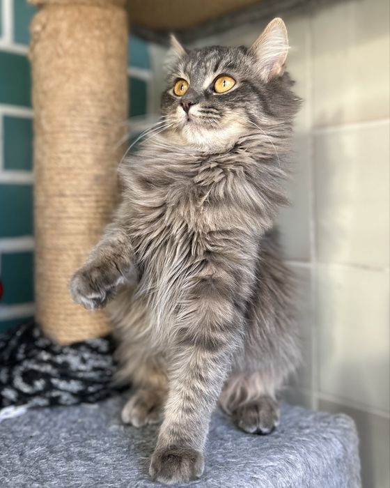 Пухнаста сибірська кішка 7-8 місяців