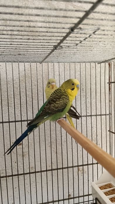 Asas negras verdes e azuis