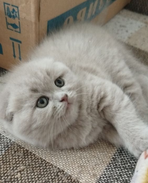 Клубочки щастя...