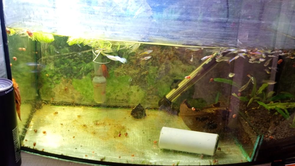 Ryby akwariowe zmiana obsady