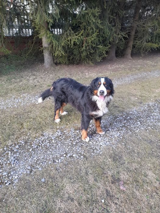 Piękna Suka Berneńska