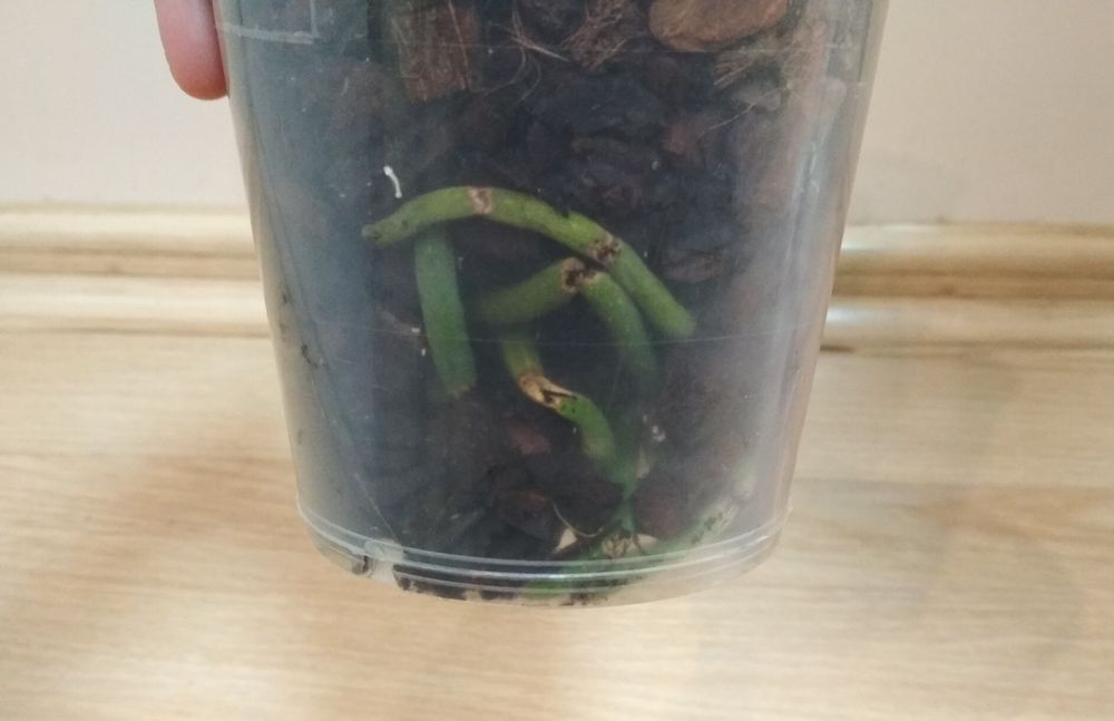 Орхидея фаленопсис Дикий кот, реанимашка