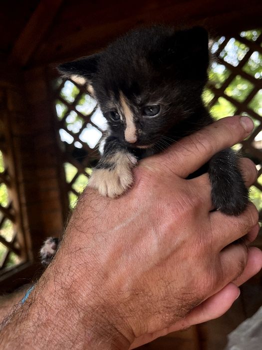 Віддам кошенят в добрі руки. 2 котика і кішечка