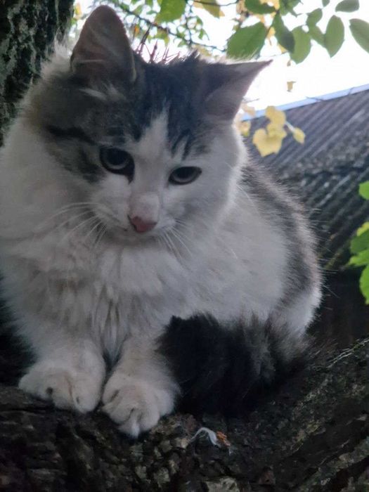 котик у відповідальну сім'ю